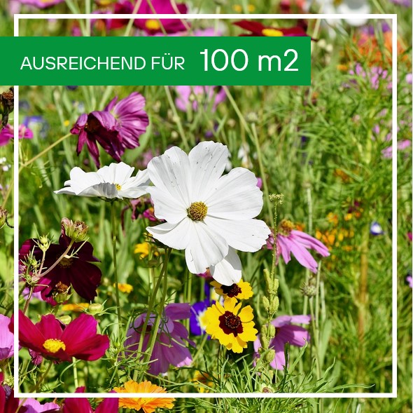 Blumenmischung Gumpensteiner Wildblumen 250g für 100m2