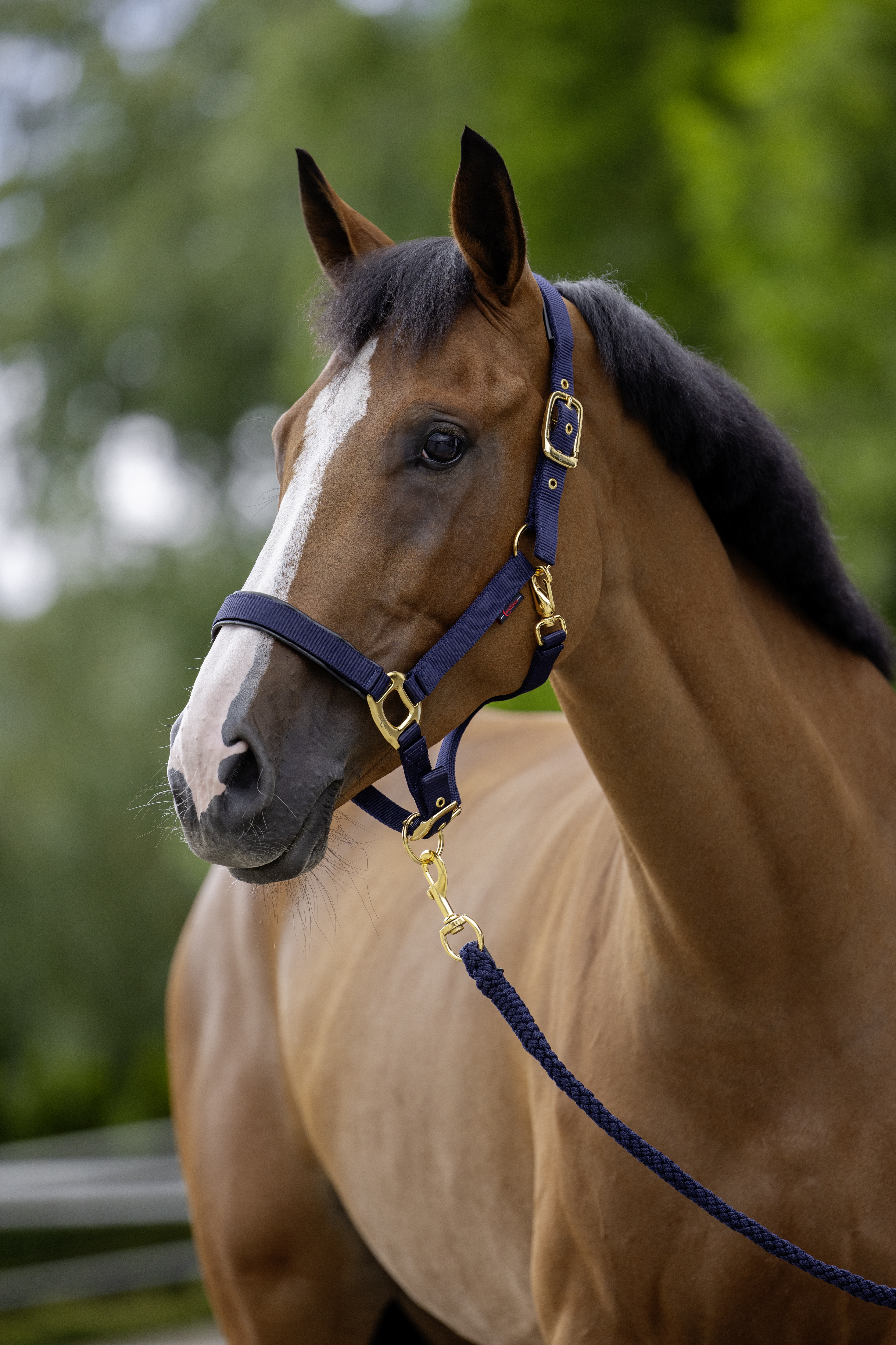 Halfter TopLine Größe 2, Cob navy
