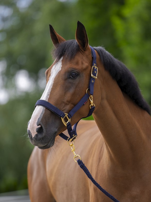 Halfter TopLine, Größe 4 blau