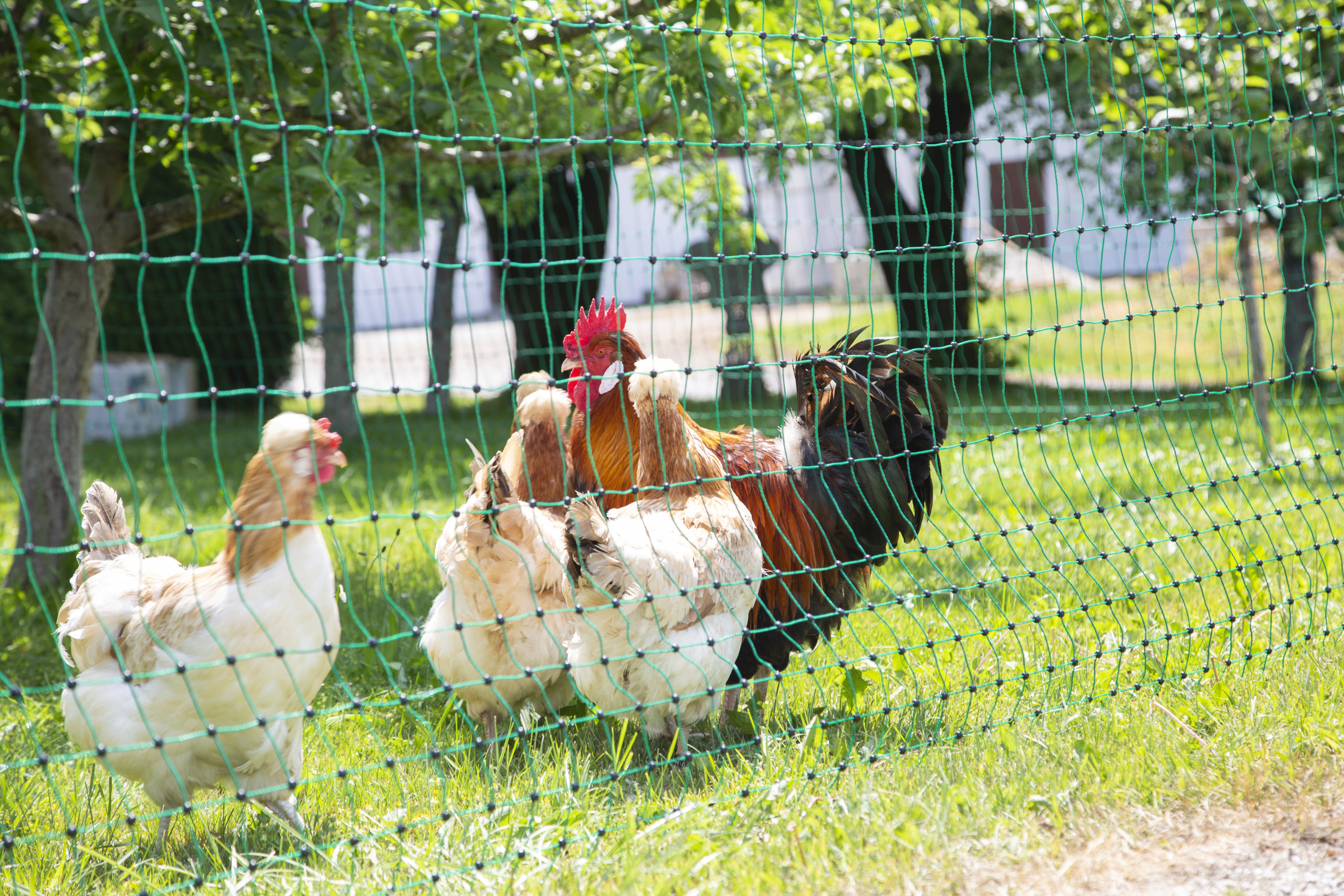 Geflügelnetz PoultryNet grün, nicht elektrifizierbar