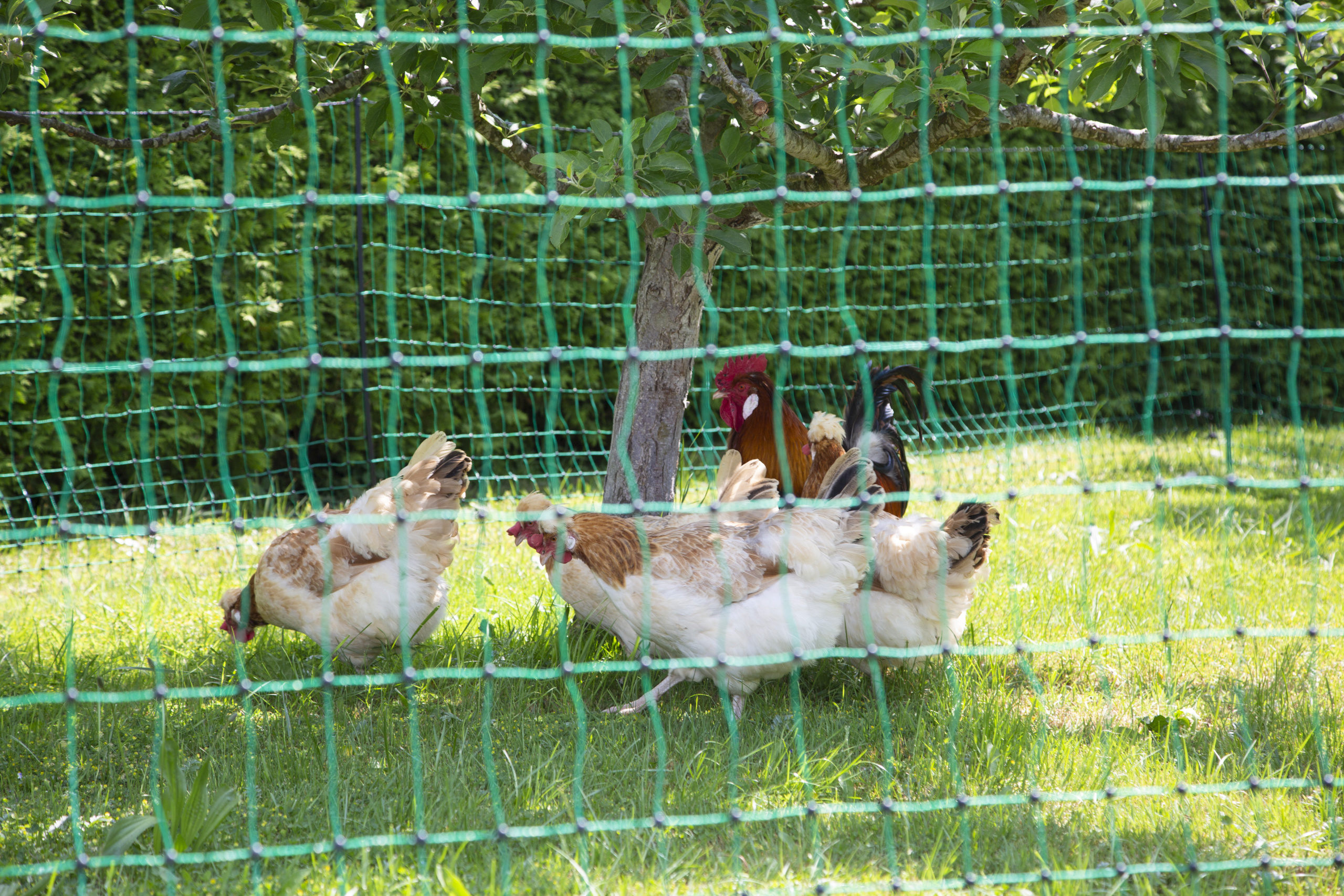 Geflügelnetz PoultryNet grün, nicht elektrifizierbar