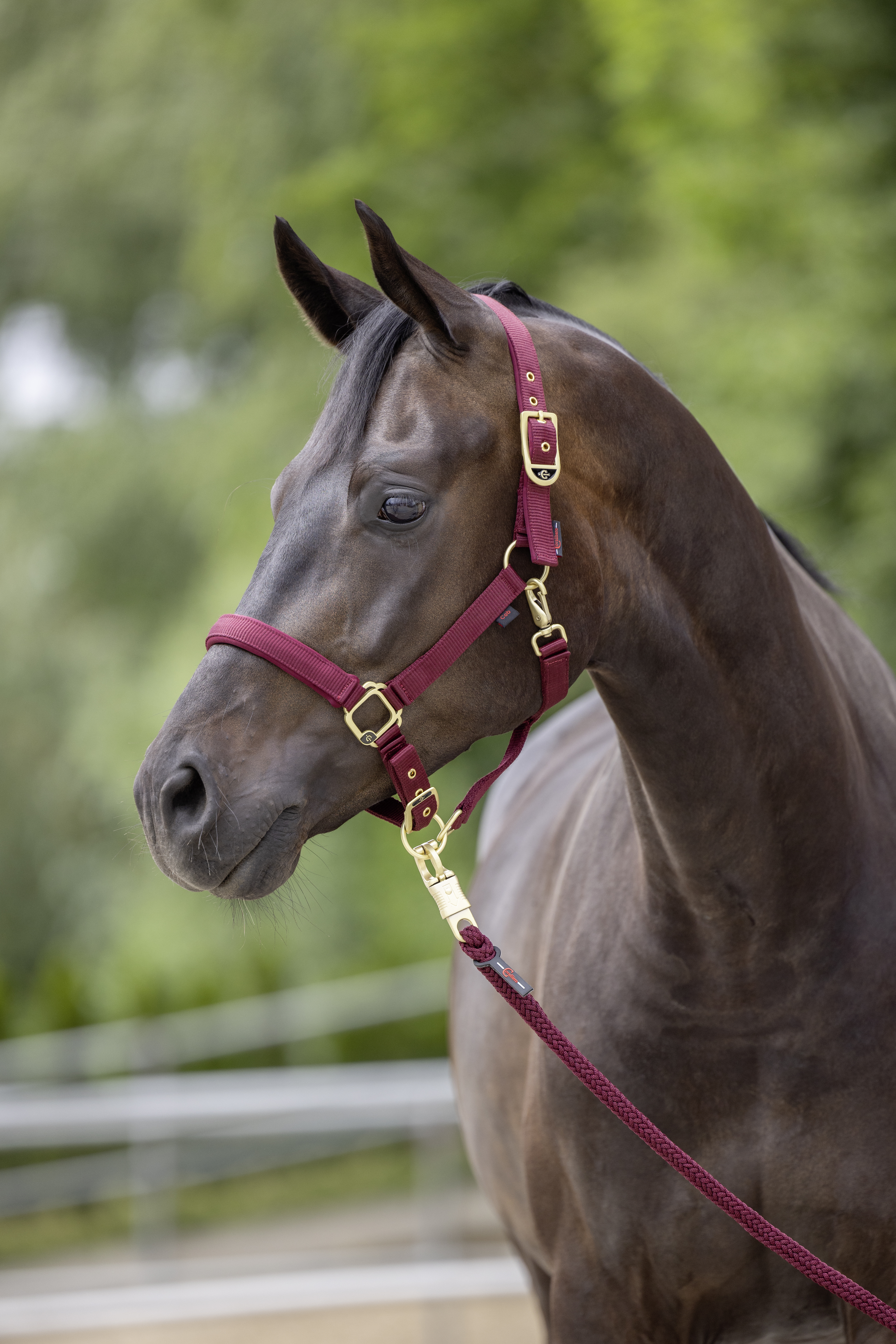 Halfter Classy (Größe Pony) , merlot