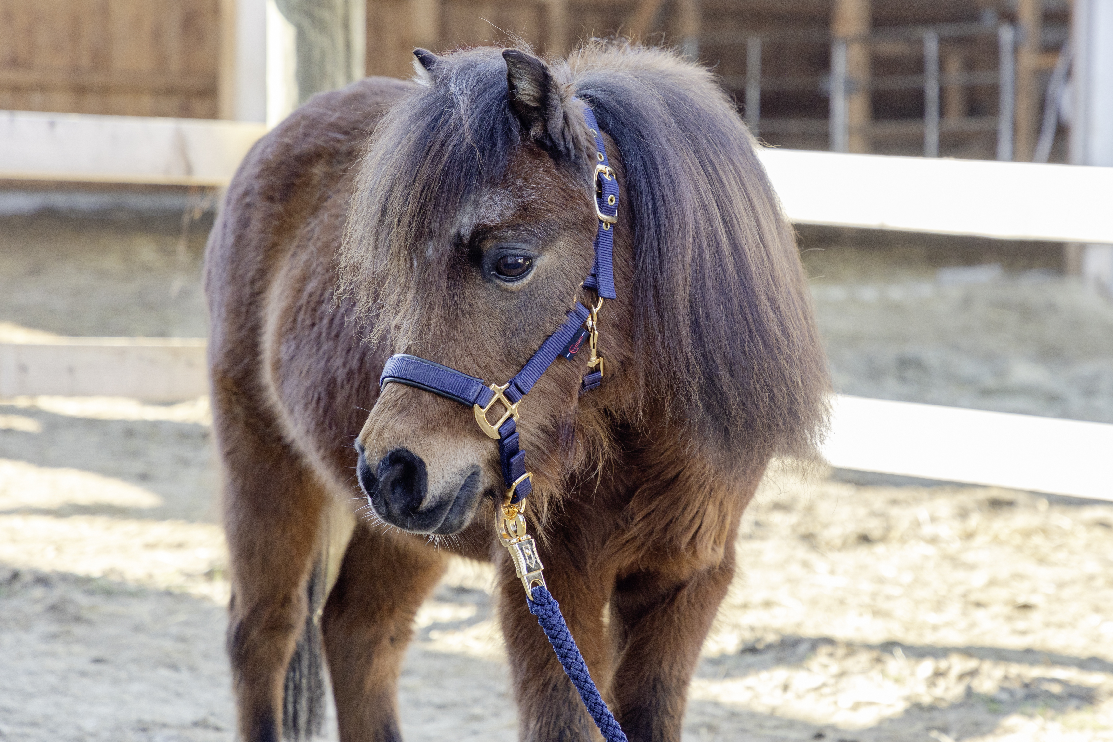 Fohlenhalfter TopLine, blau