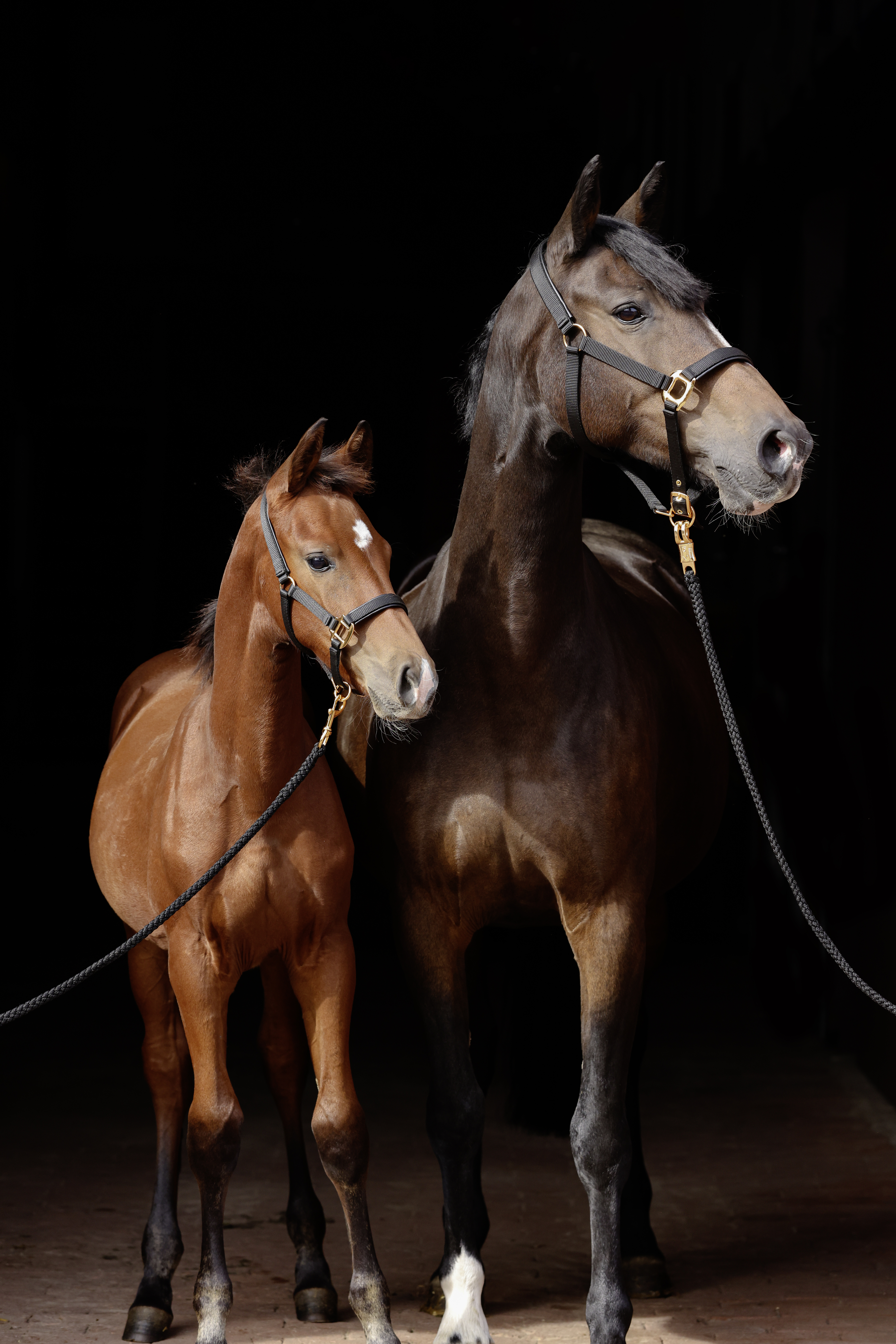 Halfter TopLine Größe 4, schwarz