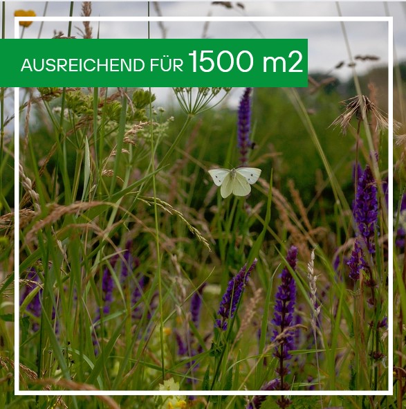 Kräuter und Klee Weingartenmischung, K & K, 1kg für 1500m2